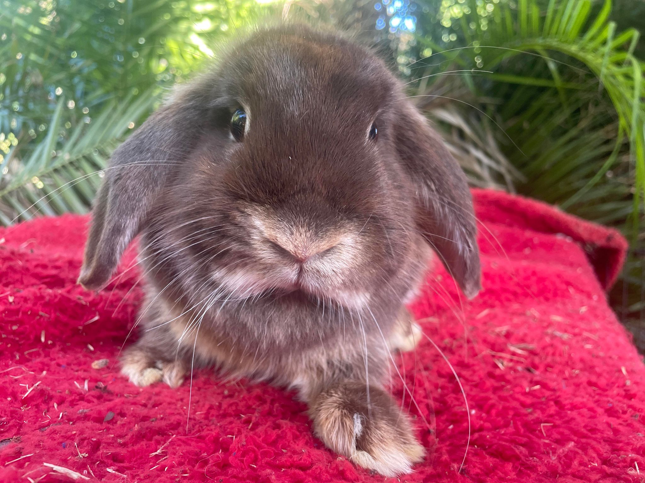 Shandy - Chocolate Otter Mini Lop